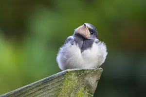 Juvenile Bird Drucke: Barn Swallow; Hirundo rustica