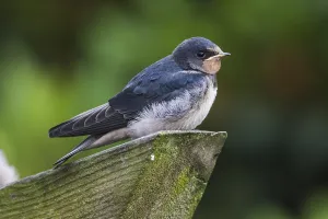 Hirundo Rustica Images Drucke: Barn Swallow; Hirundo rustica