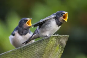 Barn Swallow Europe Drucke: Barn Swallow; Hirundo rustica