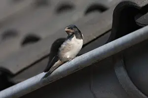 Schwalbenwürger, Hirundo rustica