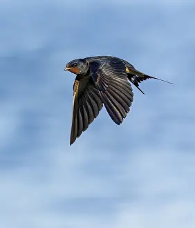 Barn Swallow In Flight Drucke: Barn Swallow, Hirundo rustica