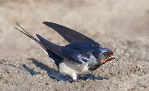 Natural Environment Images Europe Drucke: Barn Swallow, Hirundo rustica