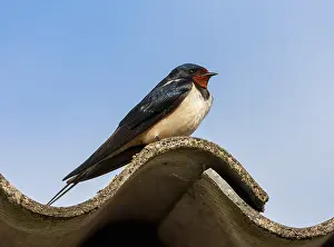 Barn Swallow Images Drucke: Barn Swallow, Hirundo rustica