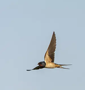 Schwalbenwürger, Hirundo rustica