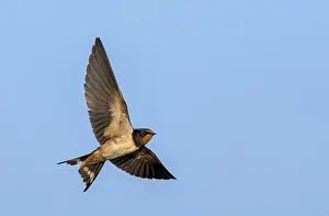 Bird In Flight Photo Drucke: Barn Swallow, Hirundo rustica