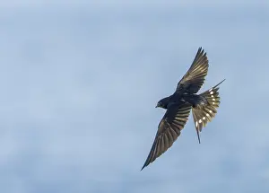 Natural Environment Photos Birds Drucke: Barn Swallow, Hirundo rustica