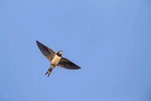 Nature Photography Outdoor Drucke: Barn Swallow, Hirundo rustica