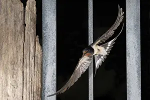 Barn Swallow Images Drucke: Barn Swallow, Hirundo rustica