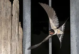 Barn Swallow Images Drucke: Barn Swallow, Hirundo rustica