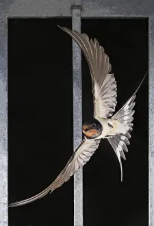 Wild Bird Photography Europe Drucke: Barn Swallow, Hirundo rustica