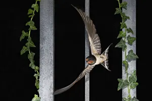 Wild Bird Photography Europe Drucke: Barn Swallow, Hirundo rustica