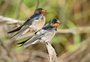 Barn Swallow Europe Drucke: Barn Swallow, Hirundo rustica
