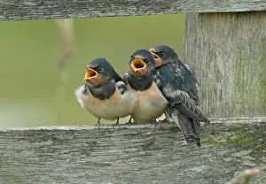 Juvenile Bird Wildlife Drucke: Barn Swallow, Hirundo rustica
