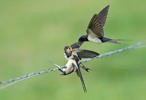 Bird Feeding Behavior Drucke: Barn Swallow, Hirundo rustica