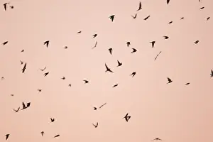 Wild Bird Photography Europe Drucke: Barn Swallow, Hirundo rustica