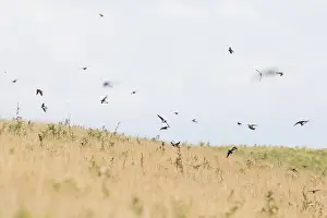 Schwalbenwürger, Hirundo rustica