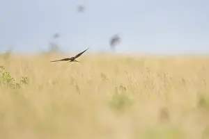 Nature Animal Images Drucke: Barn Swallow, Hirundo rustica