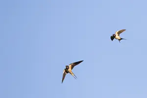 Barn Swallow In Flight Drucke: Barn Swallow, Hirundo rustica