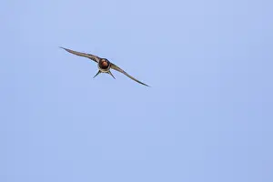 Hirundo Rustica Images Drucke: Barn Swallow, Hirundo rustica