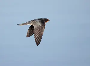 Hirundo Rustica Images Drucke: Barn Swallow, Hirundo rustica