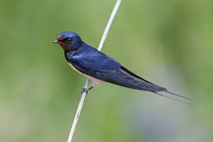 Barn Swallow Images Drucke: Barn Swallow, Hirundo rustica