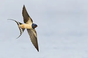 Barn Swallow Europe Drucke: Barn Swallow, Hirundo rustica