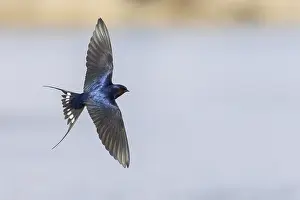 Flying Birds Europe Drucke: Barn Swallow, Hirundo rustica