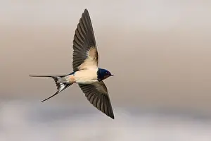 Hirundo Rustica Images Drucke: Barn Swallow, Hirundo rustica