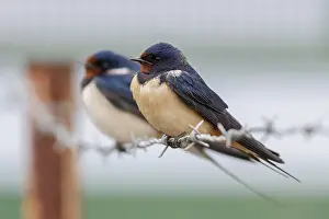 Barn Swallow Images Drucke: Barn Swallow, Hirundo rustica