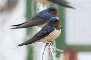Barn Swallow Europe Drucke: Barn Swallow, Hirundo rustica
