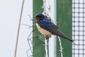 Barn Swallow Images Drucke: Barn Swallow, Hirundo rustica