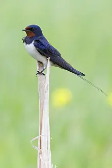 Barn Swallow Europe Drucke: Barn Swallow, Hirundo rustica