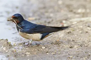 Barn Swallow Europe Drucke: Barn Swallow, Hirundo rustica