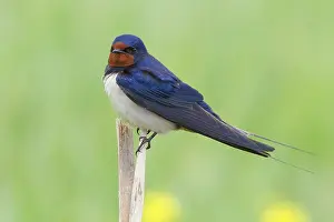 Barn Swallow Europe Drucke: Barn Swallow, Hirundo rustica