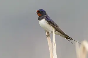 Barn Swallow Images Drucke: Barn Swallow, Hirundo rustica