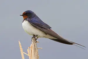 Springtime Bird Photography Drucke: Barn Swallow, Hirundo rustica