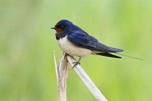 European Bird Drucke: Barn Swallow, Hirundo rustica