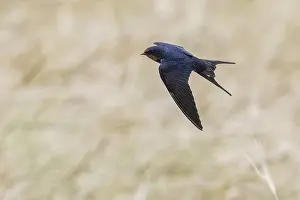 Barn Swallow In Flight Drucke: Barn Swallow, Hirundo rustica