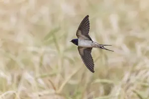 Barn Swallow In Flight Drucke: Barn Swallow, Hirundo rustica