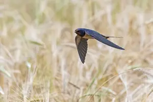 Barn Swallow In Flight Drucke: Barn Swallow, Hirundo rustica
