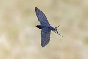 Barn Swallow In Flight Drucke: Barn Swallow, Hirundo rustica