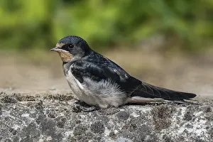 Barn Swallow Juvenile Drucke: Barn Swallow, Hirundo rustica