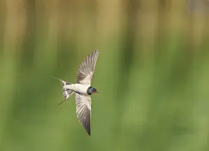 Bird In Flight Photos Drucke: Barn Swallow;Hirundo rustica