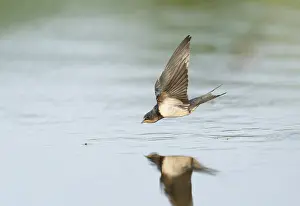Foraging Birds In Water Drucke: Barn Swallow;Hirundo rustica