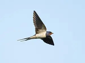 Bird In Flight Photography Drucke: Barn Swallow;Hirundo rustica