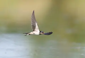 Juvenile Bird Photography Drucke: Barn Swallow;Hirundo rustica