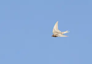 August Drucke: Schwalbenwürger;Hirundo rustica