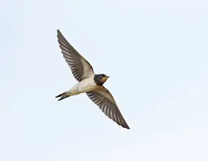 Birds In Flight Photography Drucke: Barn Swallow;Hirundo rustica