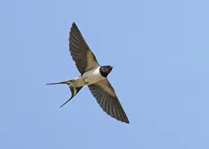 Barn Swallow Europe Drucke: Barn Swallow;Hirundo rustica