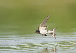 Barn Swallow In Flight Drucke: Barn Swallow;Hirundo rustica